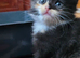 Kittens looking for their new home
