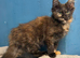 Stunning TICA Registered Maine Coon Kittens