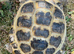 2 Horsfield Tortoises