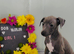 Beautiful Italian greyhounds