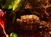 Baby herman tortoise