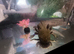 Axolotl available