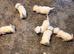 Gorgeous westies looking for their forever homes