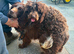 Beautiful litter of 9 cockapoo puppies