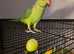 Baby green ring neck Talking Parrot