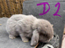 6 Pure Mini Lops Lilac & blue