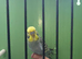 Budgie