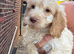 F1 Cockerpoo puppies ready to leave