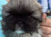 Stunning kc reg pekingese puppies