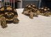 Sulcata tortoises