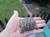 Hermanns Tortoises 2 Year old