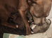 Staffie puppies
