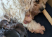 Cavapoo x maltipoo puppies