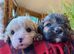 Branston + Pickles. Top Quality Cavapoo Babies. Looking for Mummy and Daddy..