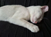 Beautiful Girl Still Looking for Loving Home