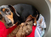 5 miniature dachshunds
