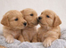 Pure Bred KC registered stunning pups