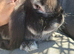 Vaccinated baby french lop doe