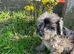 cockapoo puppies