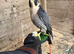 6 year old male peregrine falcon imprint