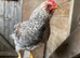 Lovely 3 month old cockerel for sale