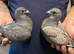 Rare colour racing pigeons