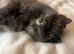 British longhair