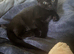 2 LEFT mixed Ragdoll x British Shorthair