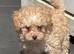 3 puppy toy poodles