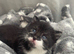 2 female British short haired x Scottish folds