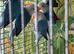 Baby lovebirds Glasgow