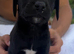 Labrador x cocker spaniel