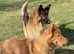 Stunning longhaired straight backed German Shepherd Puppies for sale.