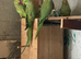 India ring neck