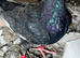 Pair of Syrian young pigeons