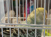 Baby A 1 x HEN tones or Turquoise blue tones and greenish / yellow (SHE BITES) 7 weeks old