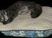 Maine-coon, Ragdoll mix kittens