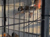 Zebra finch