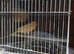 2 red Factor hens