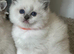 Pure Ragdolls - Two Females left only