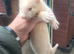 ferrets for sale