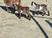 Pygmy kids available now!