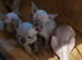 Sphynix kittens