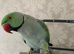 Pair of ringneck male talks in Bolton