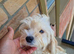 Cockapoo