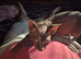 2 adult sphynx cats