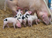 GOS Weaners available