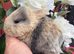 Four gorgeous mini lops for sale