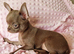 Tiny Stunningly Beautiful Solid Lilac Chihuahua Girl