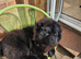 Male and female chow chow for sale must go together